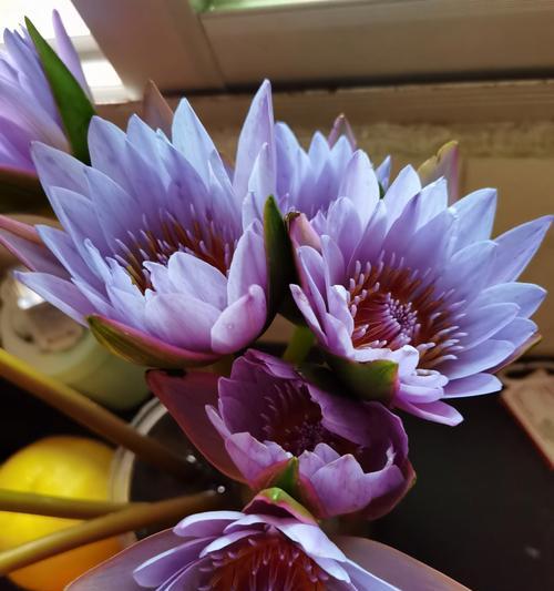 精力充沛象征的花语有哪些？寓意是什么？