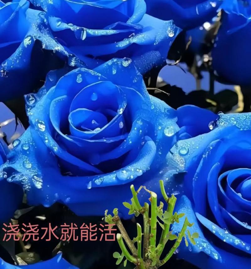 蓝色妖姬花语全解析？