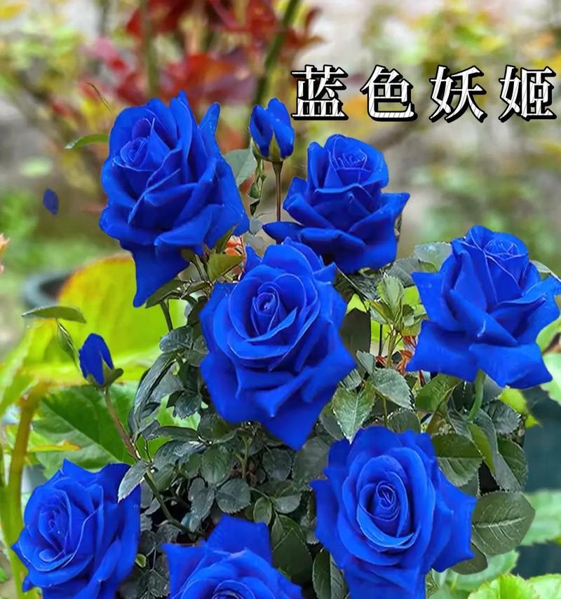 蓝色妖姬花语全解析？
