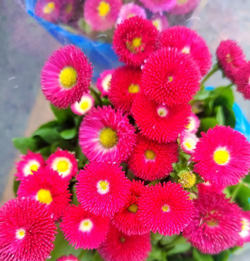 花束中雏菊花语的含义是什么？雏菊在花束中代表什么？