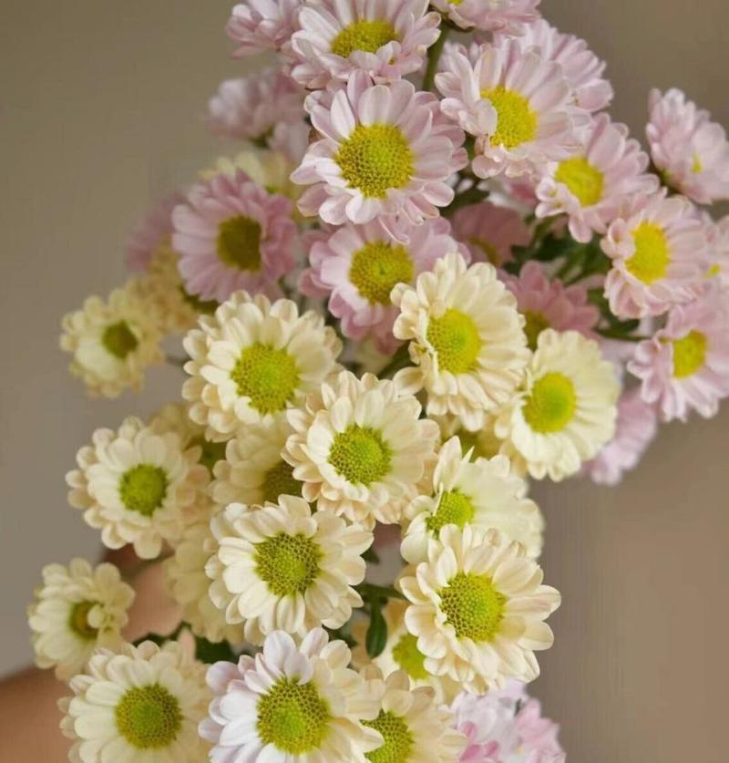 花束中雏菊花语的含义是什么？雏菊在花束中代表什么？