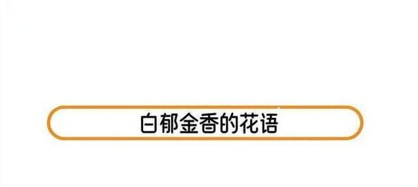 郁金香的绝望花语是什么？