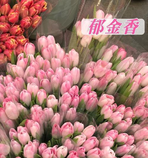 郁金香的绝望花语是什么？