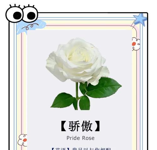 女神白玫瑰的花语是什么？女神白玫瑰代表了什么？