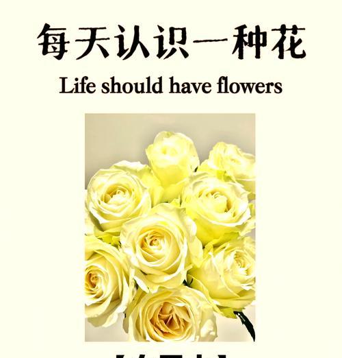女神白玫瑰的花语是什么？女神白玫瑰代表了什么？