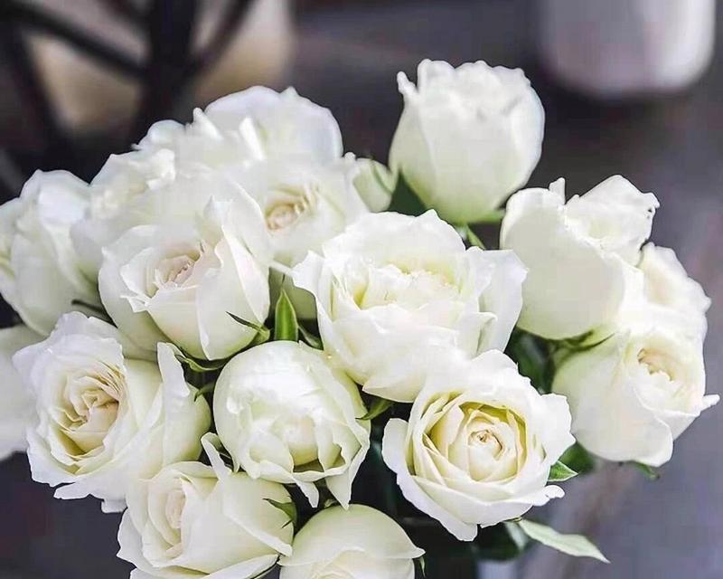 女神白玫瑰的花语是什么？女神白玫瑰代表了什么？