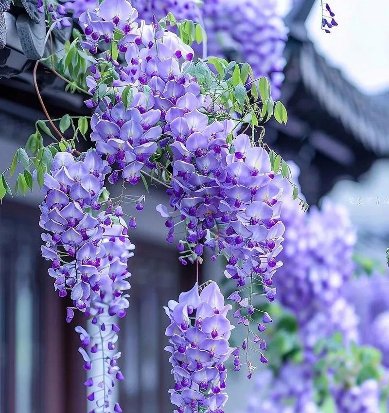 末路的美花语是什么？它象征着什么？