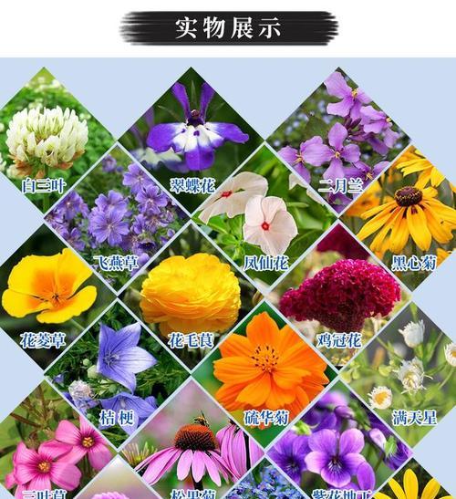 末路的美花语是什么？它象征着什么？