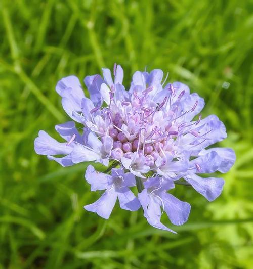 矢车菊的花语是什么样？矢车菊的花语有哪些特别之处？