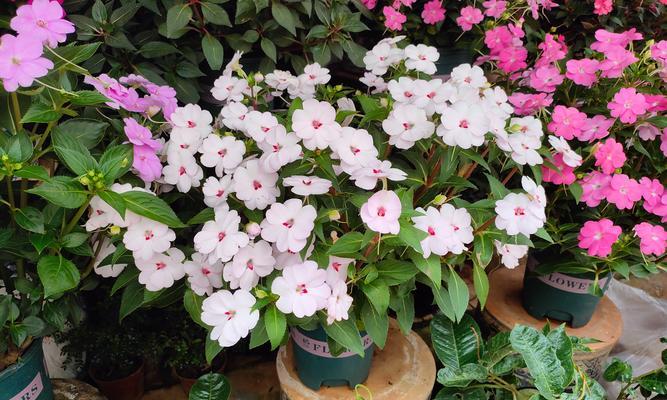 花语中代表小星星的花是什么？这种花有哪些特别的含义？