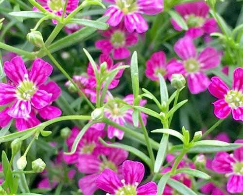 花语中代表小星星的花是什么？这种花有哪些特别的含义？