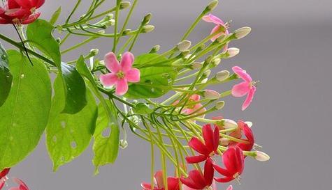 哪种花语代表着平安和幸福？
