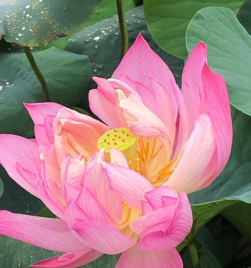 三朵莲花的花语有何深意？