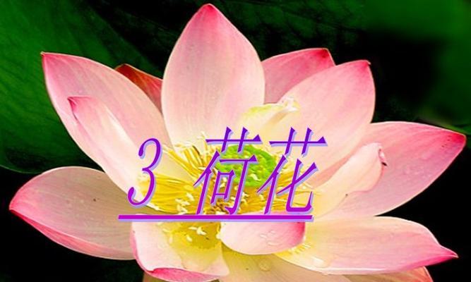 三朵莲花的花语有何深意？