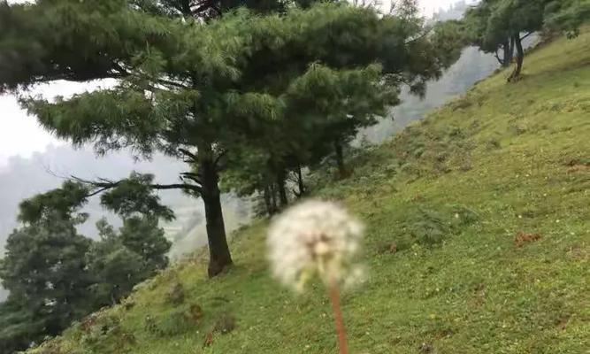 如何选择适合老首长的花语？