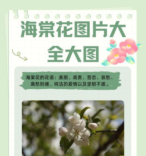 手工制作海棠花代表什么？海棠花的花语有哪些？