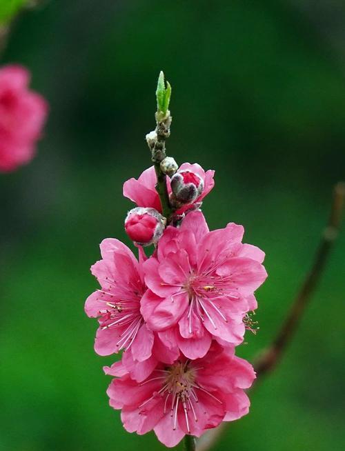 桃花季节的花语和寓意是什么？桃花代表的寓意有哪些？