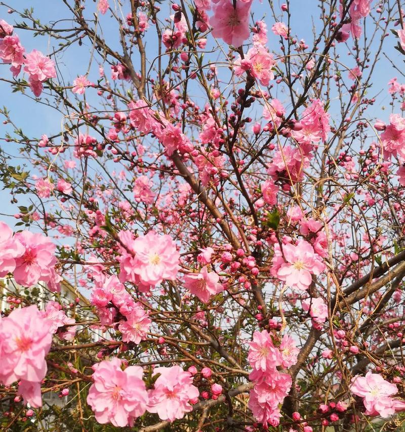 桃花季节的花语和寓意是什么？桃花代表的寓意有哪些？