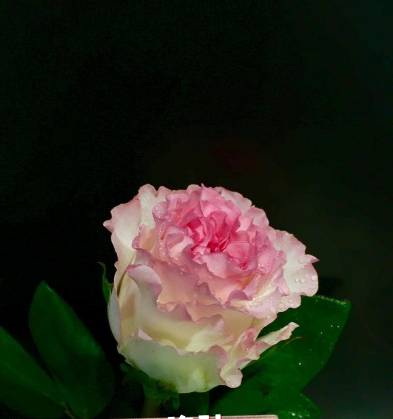 称心如意的玫瑰花语是什么？它象征着什么？