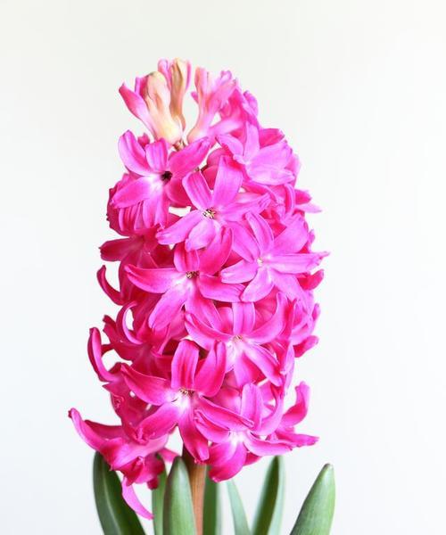 风信子花语中的梗有何含义？
