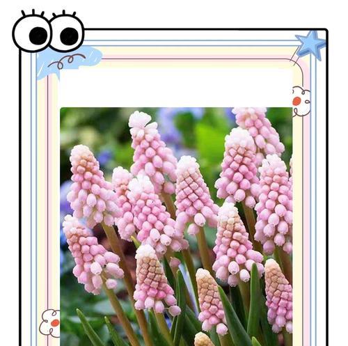 风信子花语中的梗有何含义？
