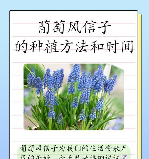 风信子花语中的梗有何含义？