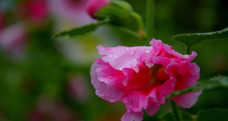 雨露花语代表了什么？
