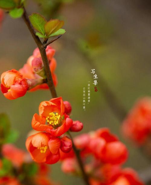 5月3日有特别的花语吗？
