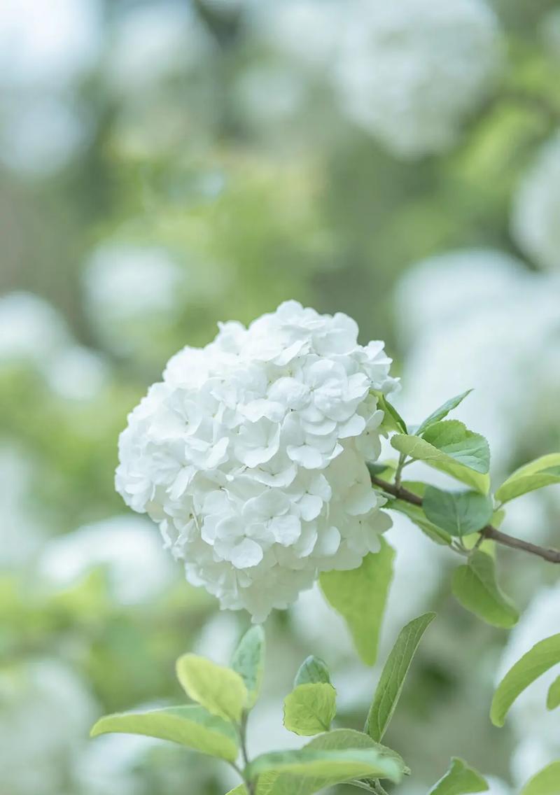 暗示救赎的花语是什么意思？康乐果的花语又是什么？