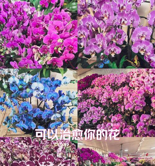 天竺兰花花语和寓意是什么？天竺兰花代表什么？