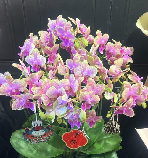 天竺兰花花语和寓意是什么？天竺兰花代表什么？