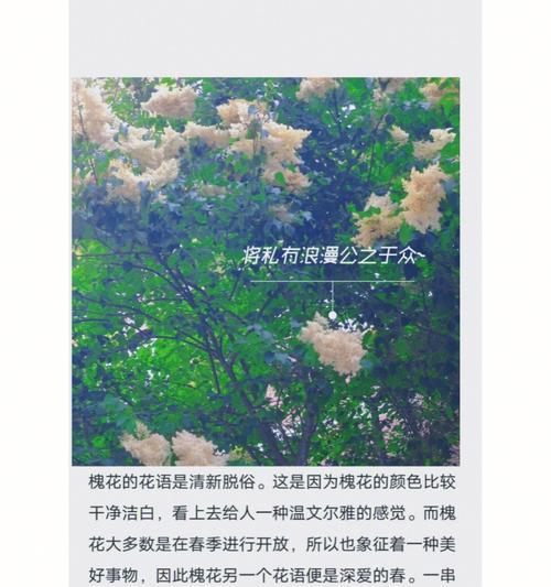 粉丝克拉花的花语有哪些含义？