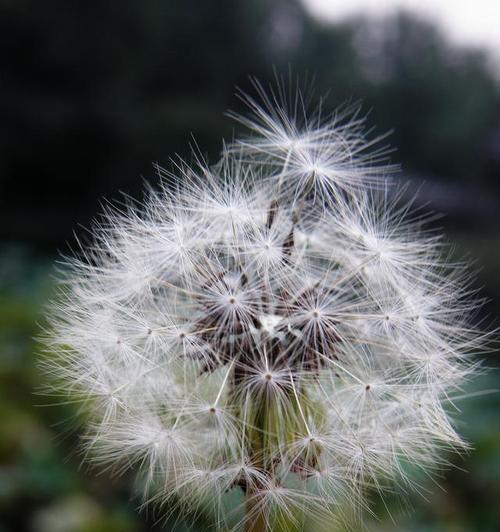 蒲公英花语精灵代表什么？它象征着哪种动物？