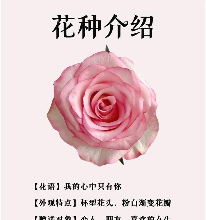 被轻视的爱花语代表什么含义？