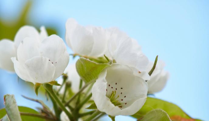 被轻视的爱花语代表什么含义？