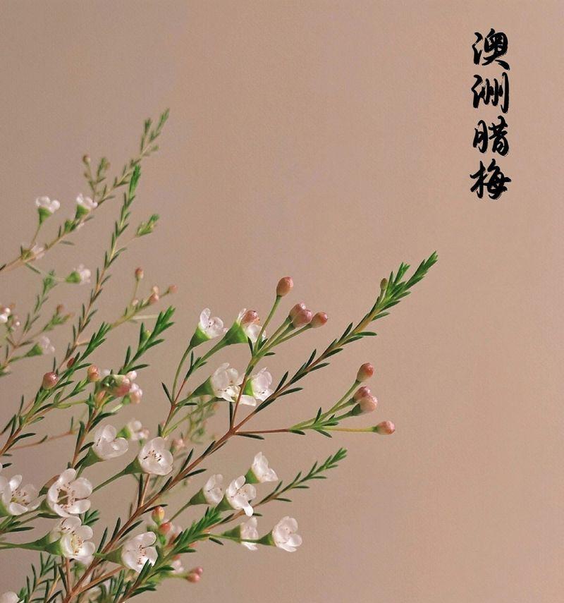 腊梅的花语有哪些独特之处？腊梅花语代表什么？