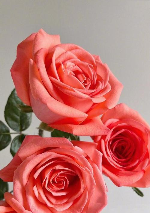 雾粉色玫瑰花的花语是什么？
