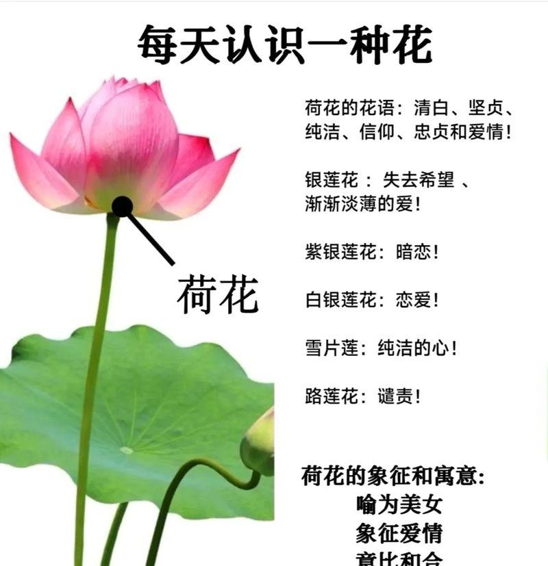 哪种花的花语是埋葬的爱情？它在花语中象征着什么？