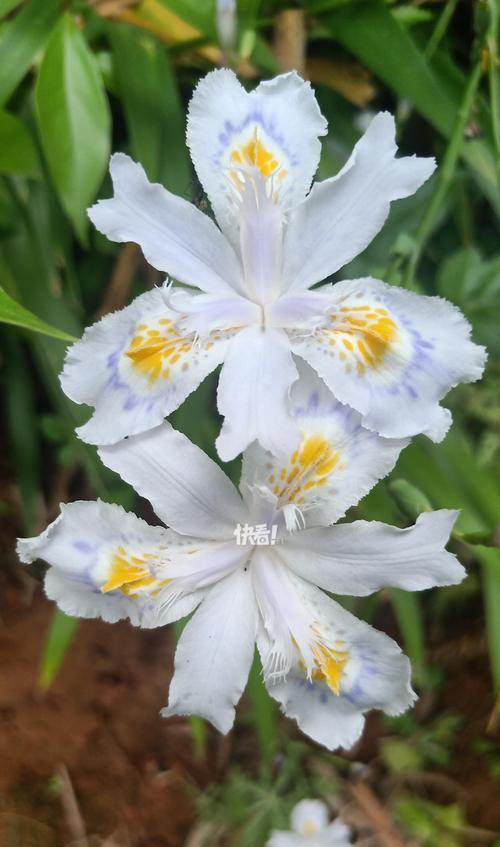 哪种花的花语是埋葬的爱情？它在花语中象征着什么？