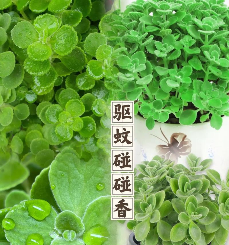 姐姐摆摊的花语有哪些含义？它象征着什么？