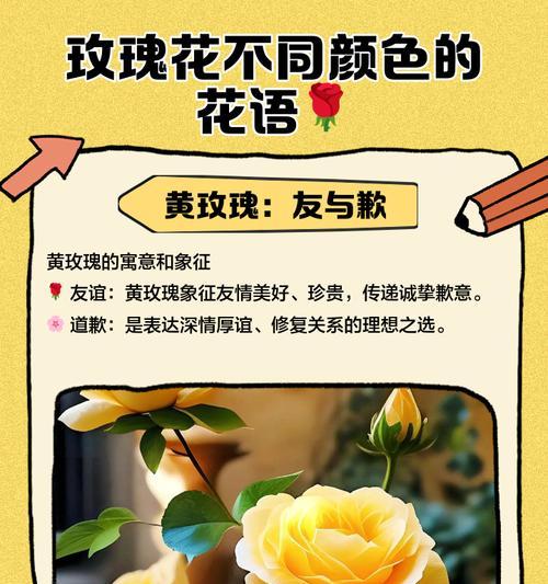 橘色玫瑰的花语是什么？它适合表达哪种情感？