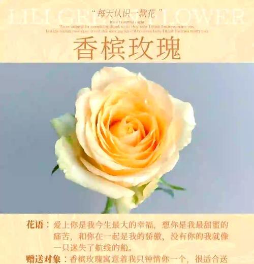 橘色玫瑰的花语是什么？它适合表达哪种情感？