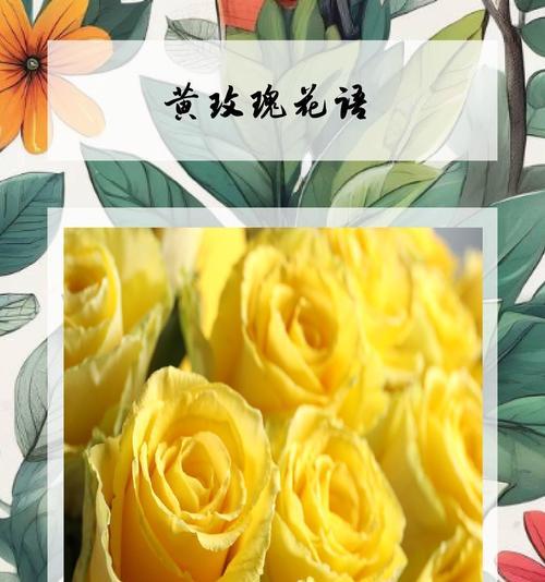 橘色玫瑰的花语是什么？它适合表达哪种情感？