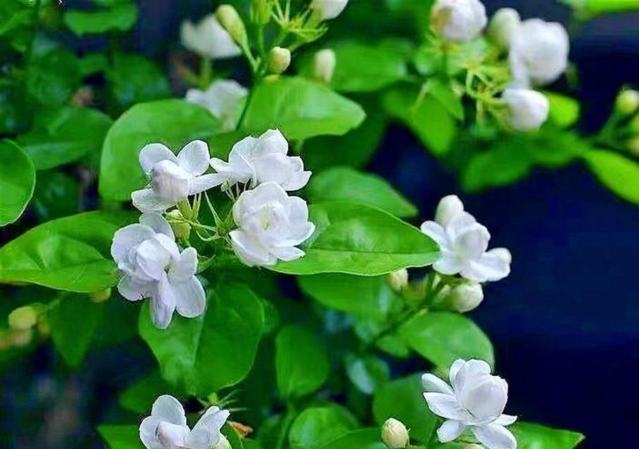 纯洁美丽的花语通常指哪种花？