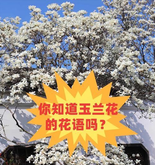 纯洁美丽的花语通常指哪种花？