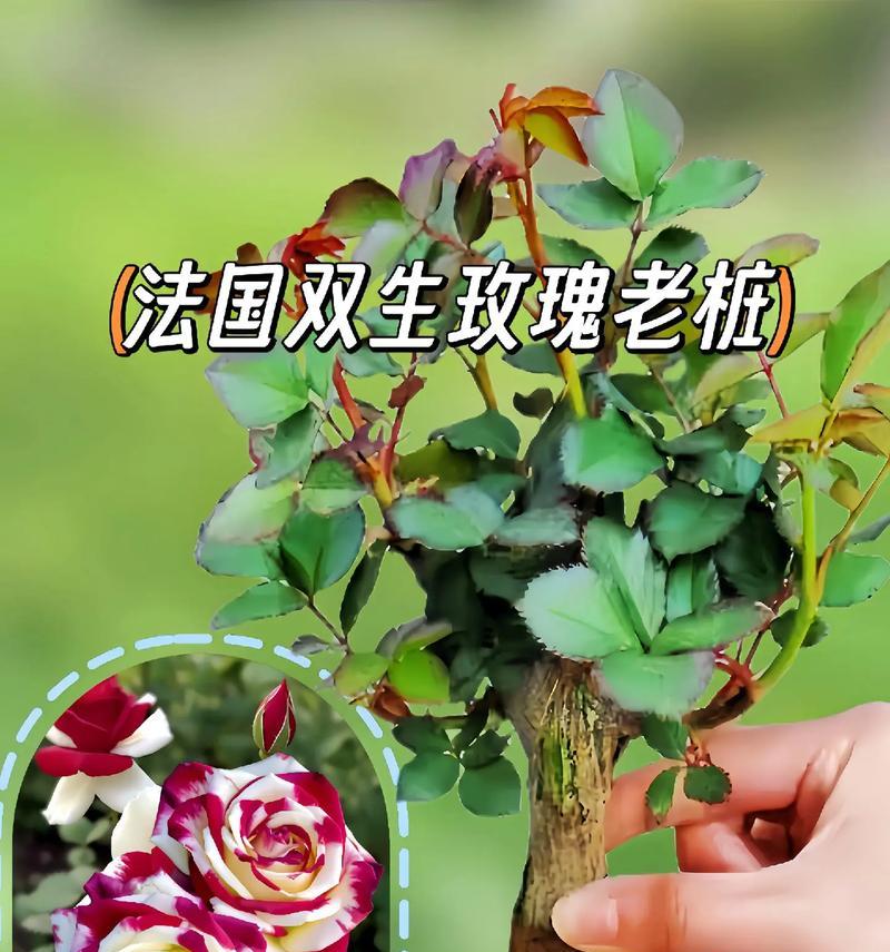 哪种玫瑰花代表友谊？它的花语有哪些含义？