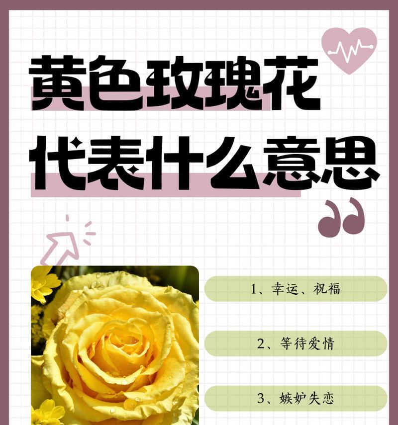 哪种玫瑰花代表友谊？它的花语有哪些含义？