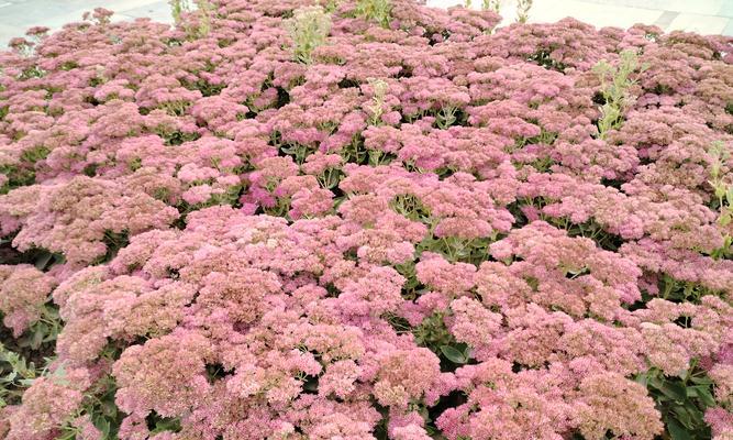 临沂荣馨花语小区8楼是什么意思？