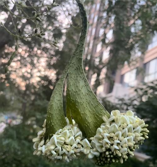 临沂荣馨花语小区8楼是什么意思？