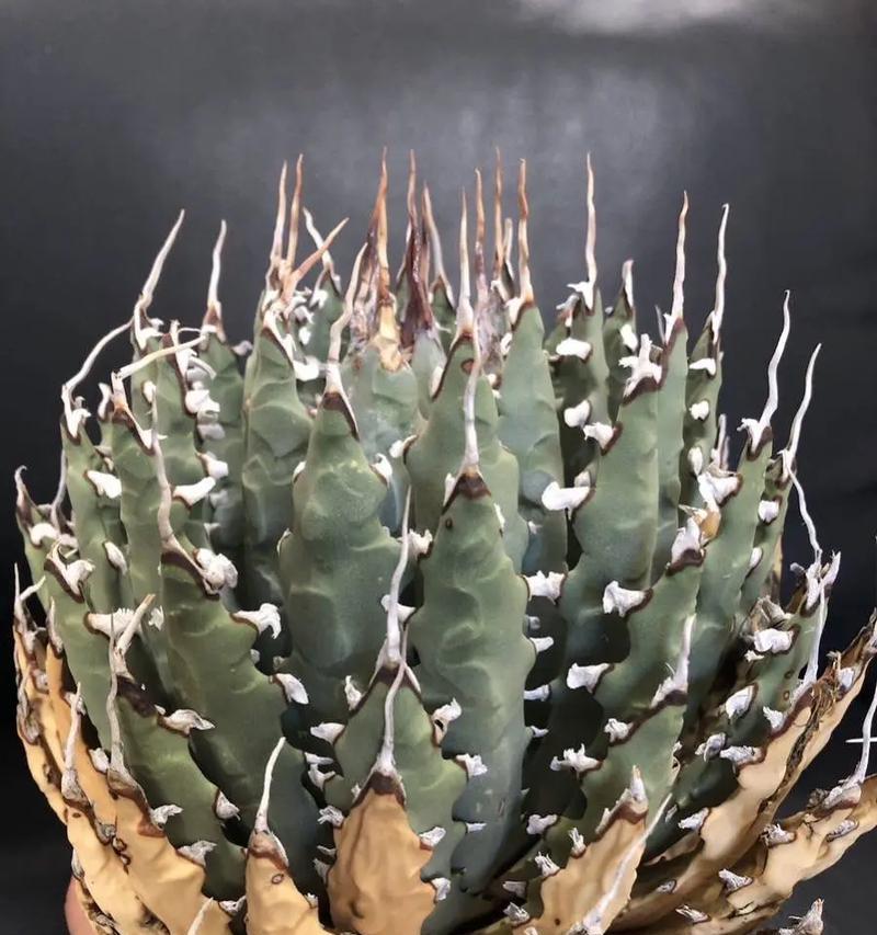 龙舌兰盆栽有何特殊寓意？
